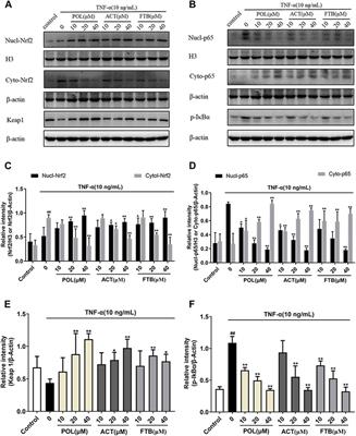 Phenylethanoid Glycosides From Callicarpa kwangtungensis Chun Attenuate TNF-α-Induced Cell Damage by Inhibiting NF-κB Pathway and Enhancing Nrf2 Pathway in A549 Cells